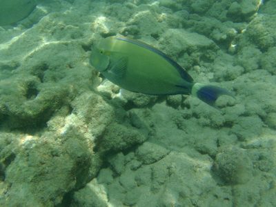 As I kept kicking my way out from shore, the fish...