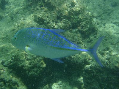 More brightly colored and iridescent fish came into...