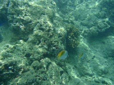 Lydia mentioned that this one type of coral, pictured in...