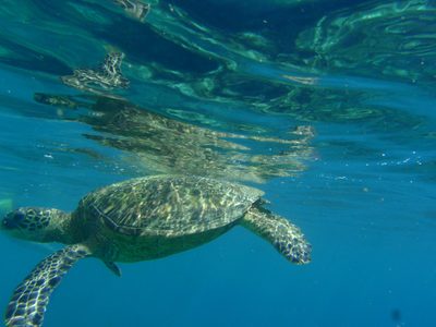 Mr. Turtle after taking one more breath glides...