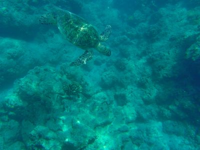 And so the turtle dove down below us to hide under a...