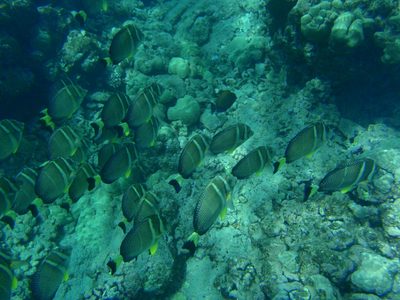 More of the same school of fish.  The schools of fish...