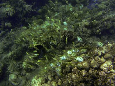 Big schools of yellow and black striped fish.  They were...