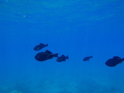 Blue and black fish floating lazily about.  I wonder...