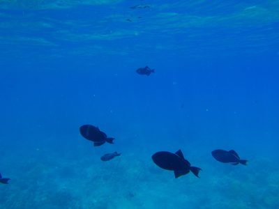 Blue and black fish.  These guys were downright curious....