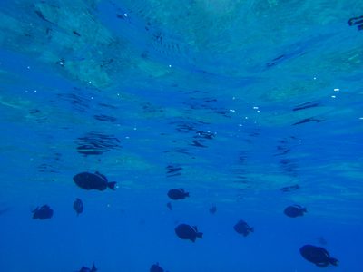 It was an eerie scene, seeing these fish stretching...