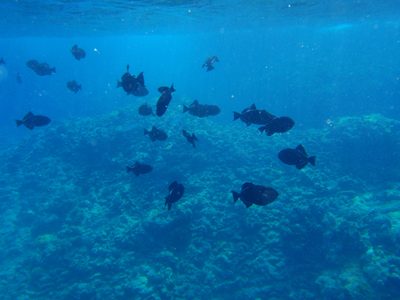 You can see the topography of the coral starts to get...