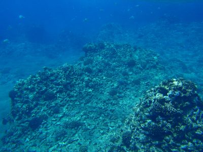 Generally what the coral looked like in the Witches...