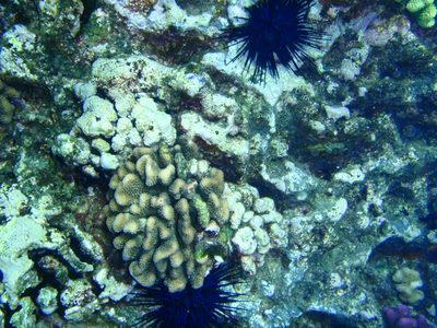 Spiny sea urchins (ouch!) nestled in among some coral.