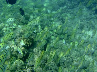 More schools of yellow and black fish as I swim back...