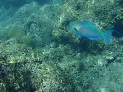 Very pretty large iridescent fish.