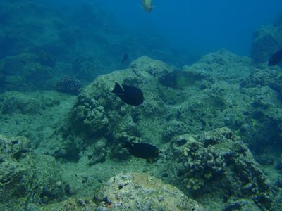 Various fish swimming about.