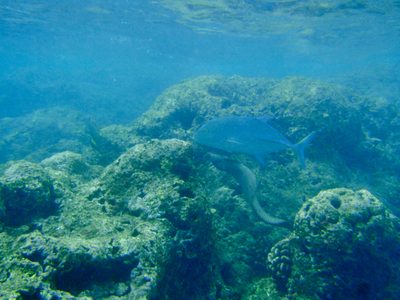 Check this out!  Not the big iridescent fish, but just...
