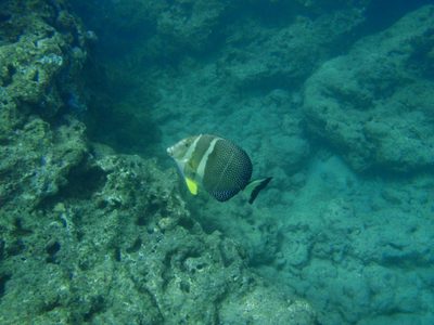 One of my favorite shots of a fish.  He's funny looking but cute.