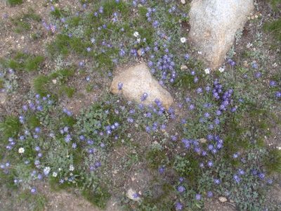 Purple flowers.