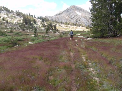 Rows of reddish purple grass-like flowers with an...