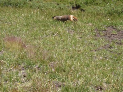 Fat marmot frolicking in Kerrick Meadow.