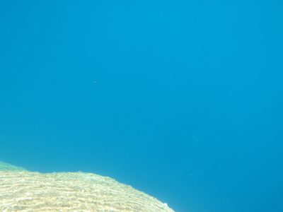 Underwater photo of the blue waters of Peeler Lake.