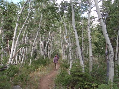 Hiking out through a forest of quaking aspen.