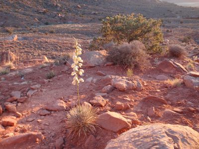 Another desert flower.