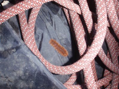 A cute caterpillar crawled onto April's rope.