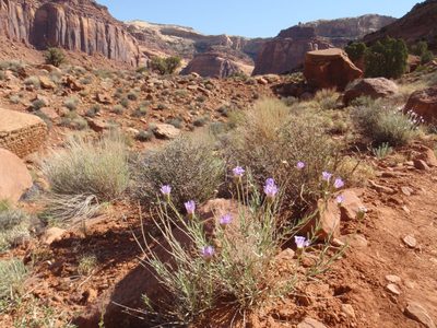 More desert flowers. The desert was really in full bloom!