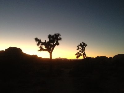 Joshua tree sunset on Friday evening.