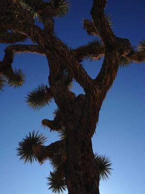 Joshua Tree
