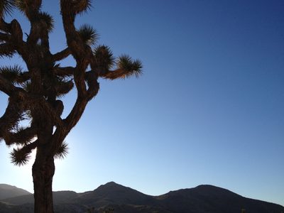 Apparently joshua trees were named by Mormons who...