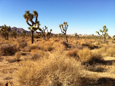 Lots of Joshua trees in this part of the park.