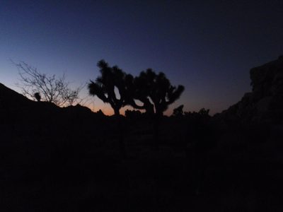Joshua Tree sunset.
