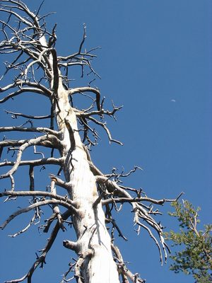 Dead tree and moon.  Neato.