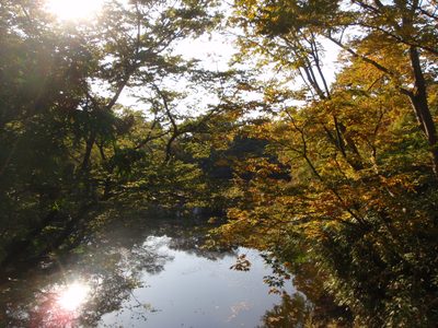 I miss leaves that change color.