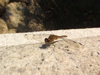 Fly on the Caution Of Stairs stairs.