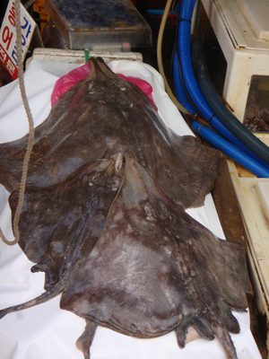 Rays for sale.  I think this is what is eaten in a...