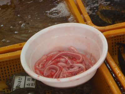Hagfish swimming around in a bloody mess.