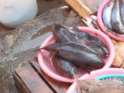 Monica and I were pretty sure this was blowfish, i.e....