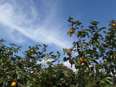 Persimmons growing on Monica´s uncle´s farm.