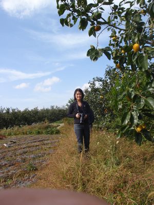 Monica in the persimmon orchard.
