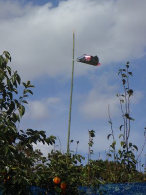 Some flag on a bamboo pole in the persimmon orchard.  I...