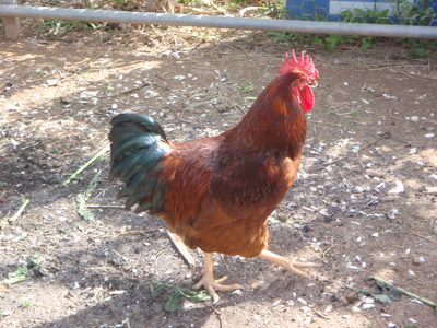 Here´s a pretty looking rooster strutting its stuff on...