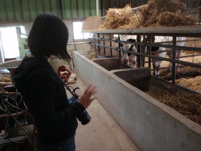 Monica waves at some furry cows feeding from a trough.  