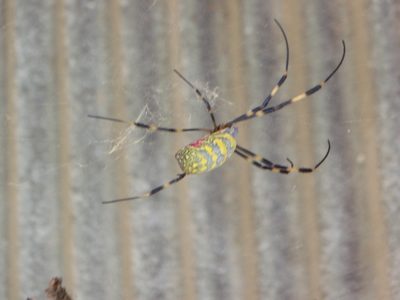 A really cool spider on the house that Monica´s dad grew up in.