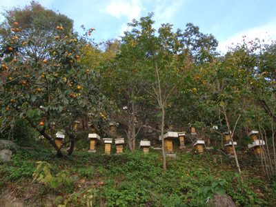 Beehives and persimmon trees in Monica´s dad´s village.