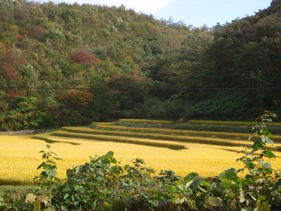 Rice paddy near Monica´s dad´s village, back out on the...