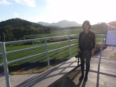 Fields of tea being grown near Wolchulsan National Park.