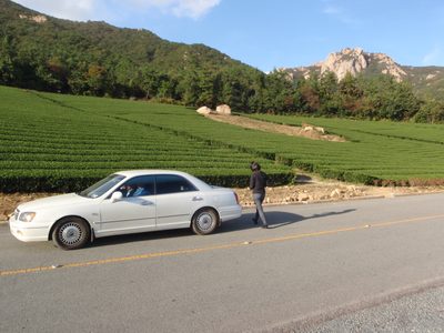 More tea fields, in perfect rows.  They were so perfect;...