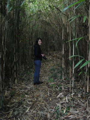 Wandering around in the bamboo forest.