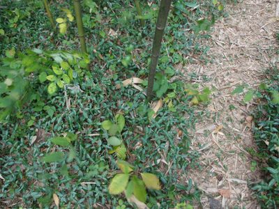 Ground cover in the bamboo forest was very bright green....