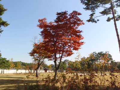 Pretty tree changing to fall colors.  This seems so...